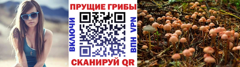 где найти   Лобня  Псилоцибиновые грибы Cubensis 